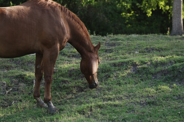 Naklejka na ściany i meble Sorrel gelding horse grazing green grass hill on farm during summer in Texas closeup.