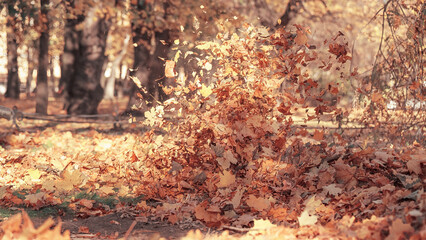 Fototapeta premium Flying yellow autumn leaves on the wind