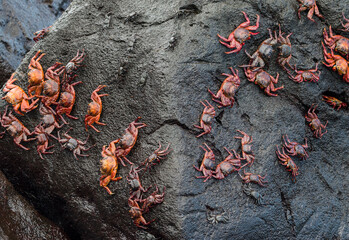 cast of Sally Lightfoot crabs