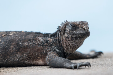 juvenile marine iguana