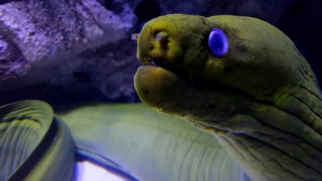 Close up viem of Big green murena in aquarium, underwater sea life, dangerous wild animal, murena with opened and closed mouth, ocean fish