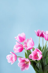 Beautiful pink white tulips on blue background, vertical, copy space