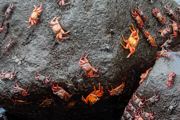 Sally Lightfoot crabs, Galapagos