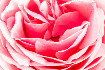 Beautiful pink garden rose petals, horizontal closeup