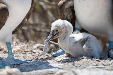 blue footed booby chick in the nest, Punta Pitt, Galapagos Islands