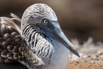 blue-footed booby portrait, Punta Pitt, San Cristobal, Galapagos Islands,