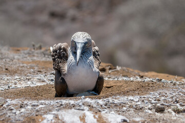 nesting blue-footed booby, Punta Pitt, San Cristobal, Galapagos Islands