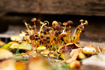 Yellow mushrooms and old boards as autumn background. Yellow sulfuric flower mushrooms, oats, woody mushrooms
