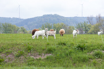Naklejka na ściany i meble Brown and white goats grazing in a field