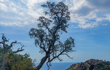 Landschaft im Estérel-Gebirge an der Côte d'Azur