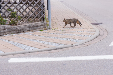 Tabby cat on a cobble stone sidewalk