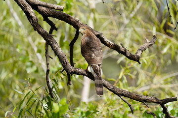 Cooper's Hawk on the prowl