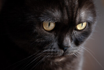 close up portrait of black cat with yellow eyes