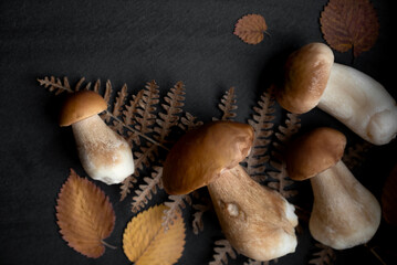 Boletus edulis porcini harvested eatable mushrooms on dark background decorated with autumn yellowed leaves