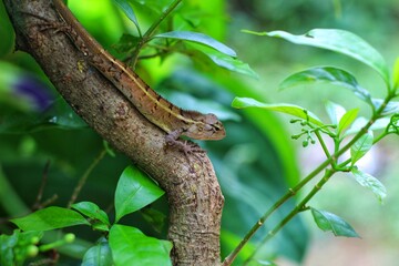 Geasden lizard hide on tree branch in nice green background