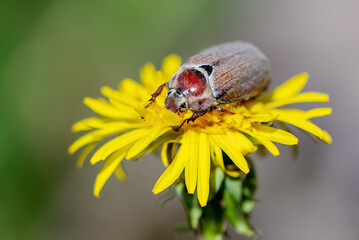 Melolontha beetle sitting on yellow dandelion close up