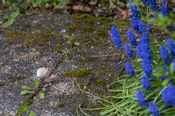 Snail on the forest floor with blue flowers on the side
