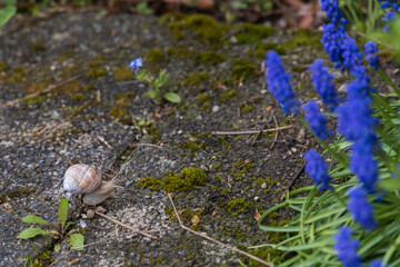 Snail on the forest floor with blue flowers on the side
