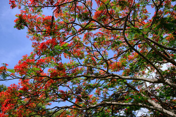 Flamboyant en fleur dans toute sa splendeur