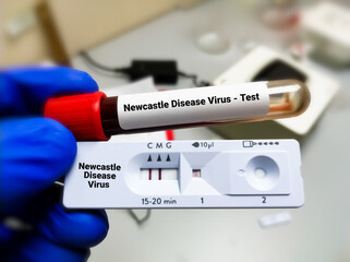 Scientist hold blood sample tube and Rapid test cassette test NDV or Newcastle disease virus test, infection of domestic poultry and other bird species