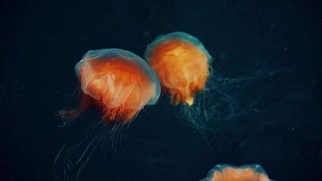 Beautiful orange jellyfish swim near the surface of the sea. 4k video. Animal behavior and water quality. Climate emergency and pollution of the seas. Endangered species and danger for swimmers.