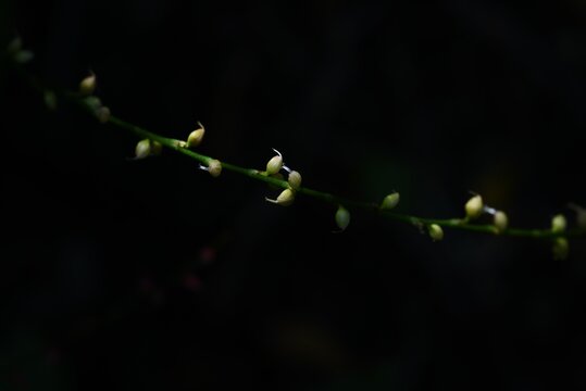 White jumpseed ( Polygonum filiforme f.albiflorum ) flowers. Polygonaceae perennial plants. White florets bloom on racemes from August to November.