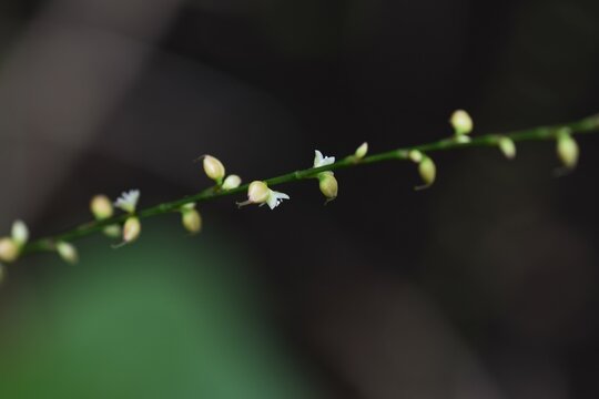 White jumpseed ( Polygonum filiforme f.albiflorum ) flowers. Polygonaceae perennial plants. White florets bloom on racemes from August to November.