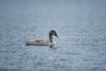 Cygnet on a calm lake early summer 