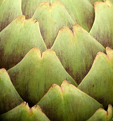 close up of artichoke petals in a garden