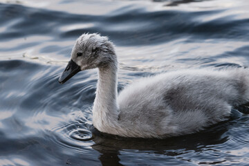 Cygnet on a calm lake early summer 