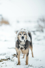 cute dog in a warm fur hat in winter on a snowy walk.