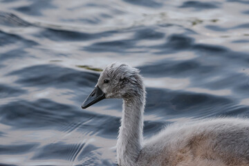Cygnet on a calm lake early summer 