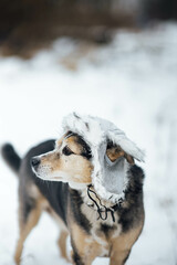 cute dog in a warm fur hat in winter on a snowy walk.