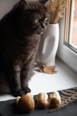 Cute cat sits on windowsill looking at window, autumn still life with porcini mushrooms and dry leaves