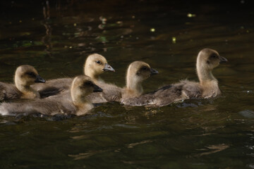 A small gaggle of Gosling geese on a river 