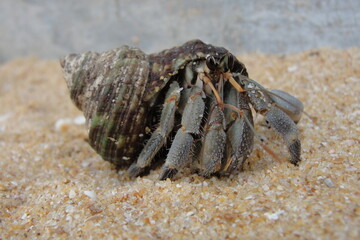 Hiden Away-crab on the sand. 