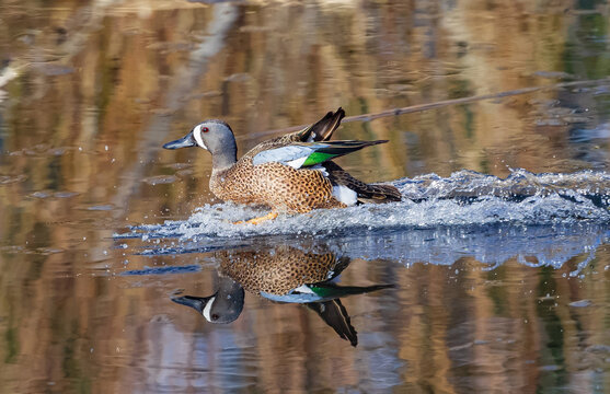 Close up of a Blue Winged Teal reflected in the water while skidding to a landing in a pond.