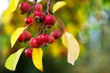 Berry Siberian apple tree with red mini fruits on a branch. Malus baccata in the autumn park