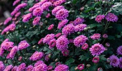 Purple flowers of Italian Asters, Michaelmas Daisy (Aster Amellus), known as Italian Starwort, Fall Aster, violet blossom growing in garden. Soft focus. Close up of blooming purple aster