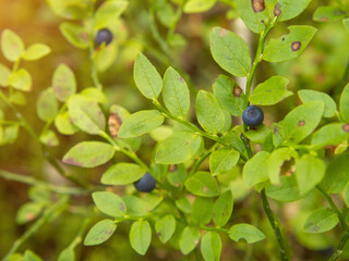 Common blueberry (Vaccinium myrtillus). Close-up of a blueberry bush with ripe berries in the forest