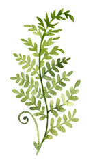 Watercolor leaf branch - 538173036