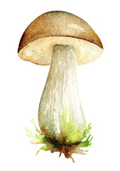 Watercolor mushroom - 538173063