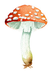 Watercolor mushroom - 538173221