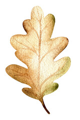 Watercolol leaf - 538173237
