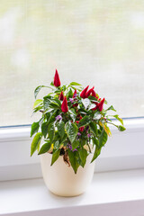 Small ornamental peppers on a tree in a pot. There are small green leaves around.