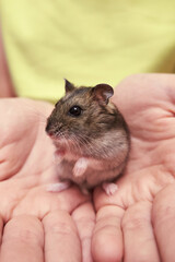 Cute Djungarian hamster sits on the hands of a child