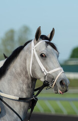 portrait of young grey thoroughbred race horse with black mane purebred thoroughbred at the race track with white racing track practice synthetic bridle with tongue out of bit horse looking at camera 