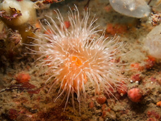 Naklejka na ściany i meble Sea anemone from Oslo fjord, Norway