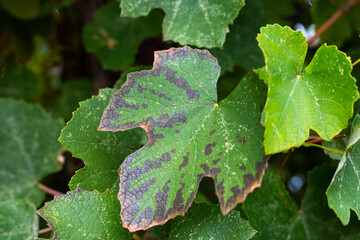 Dark brown spots on a vine leaf on a vine. Diseases of grapes