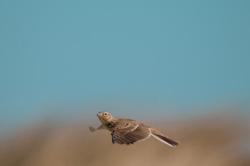 Sky lark flying catching food 